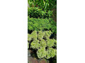 landscaping-service-small-1